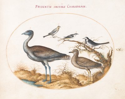 Plate 20: A Plover with Four Other Birds by Joris Hoefnagel