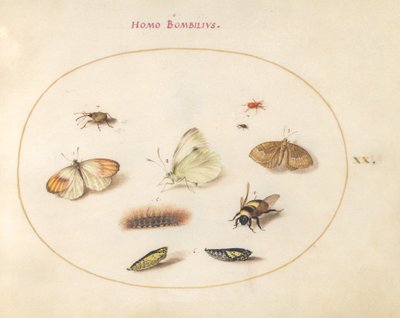 Plate 20: Three Butterflies, a Caterpillar, a Bee, Two Chrysalides, and Three Weevils by Joris Hoefnagel