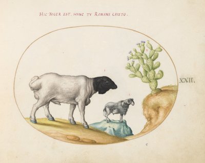 Plate 22: Blackhead Persian Sheep and a Sheep with a Long Tail, with a Cactus by Joris Hoefnagel