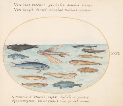 Plate 22: Mullet, Flying Fish, Eels, and Other Fish by Joris Hoefnagel