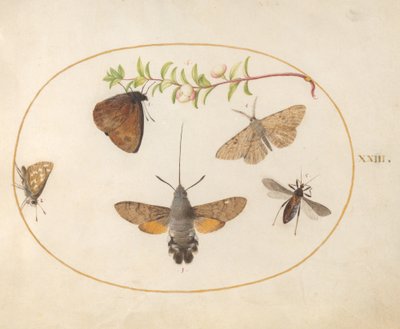 Plate 23: Hawk Moth, Butterflies, and Other Insects around a Snowberry Sprig by Joris Hoefnagel