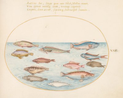 Mediterranean Rainbow Wrasse, Other Wrasse, a Swallowtail Sea Perch(?), Several 