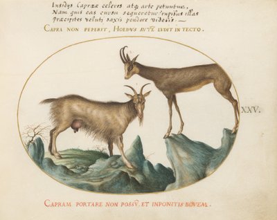 Plate 25: Two Wild Goats by Joris Hoefnagel
