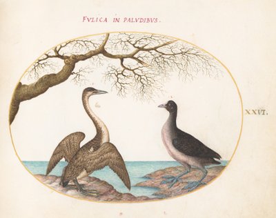 Plate 26: Cormorant and Coot by Joris Hoefnagel