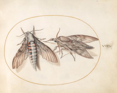 Plate 26: Two Hawk Moths by Joris Hoefnagel