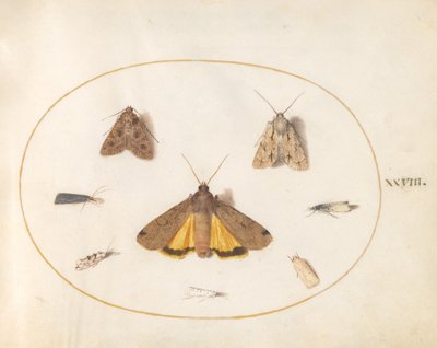 Plate 28: Eight Moths by Joris Hoefnagel