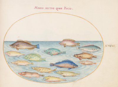Plate 28: Sea Bream(?) and Other Fish by Joris Hoefnagel
