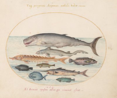 Sperm Whale, Sturgeon, Shark, and Other Fish (Plate 2) by Joris Hoefnagel
