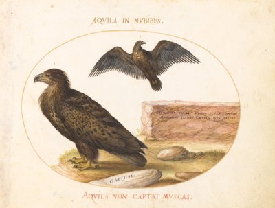 Plate 2: Two Eagles by Joris Hoefnagel