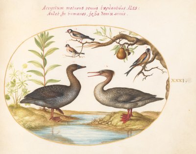 Duck, Merganser, and Three Goldfinches (Plate 31) by Joris Hoefnagel