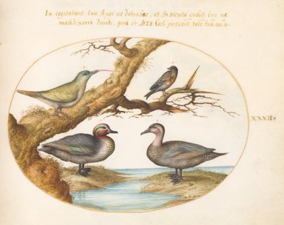 Plate 32: A Green-Winged Teal, a Juvenile Green Woodpecker, and Two Other Birds by Joris Hoefnagel
