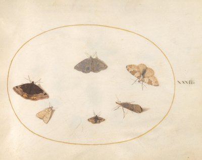 Plate 32: Six Moths by Joris Hoefnagel