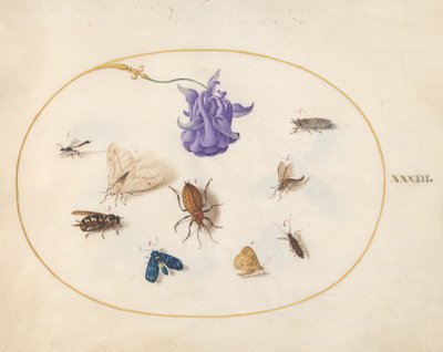 Moth and Butterfly with other Insects and a Columbine Flower (Plate 33) by Joris Hoefnagel