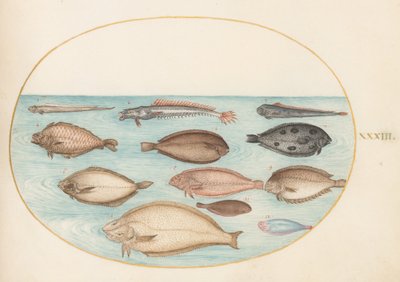 Plate 33: Sole and Other Flatfish with Bandfish by Joris Hoefnagel