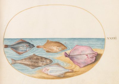 Plate 35: The Undersides of Turbot(?) and Other Flat Fish by Joris Hoefnagel