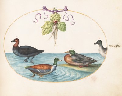 Plate 36: Red-Breasted Merganser, Shoveler, and Mallard, and Duck with Artichokes by Joris Hoefnagel