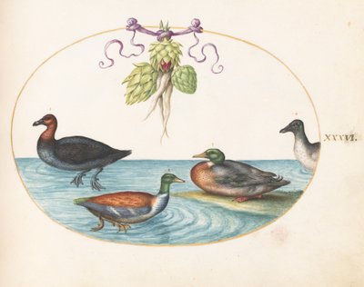 Plate 36: Red-Breasted Merganser, Shoveler, and Two Other Water Birds with Artichokes by Joris Hoefnagel