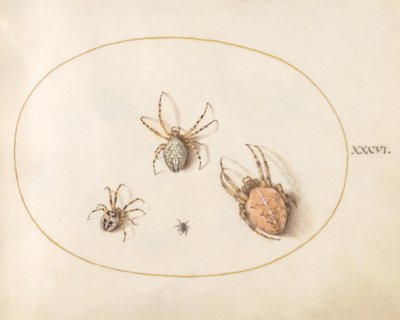Plate 36: Three Large Spiders and One Small Spider by Joris Hoefnagel