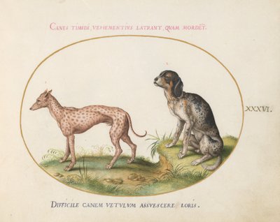 Plate 36: Two Spotted Hounds by Joris Hoefnagel