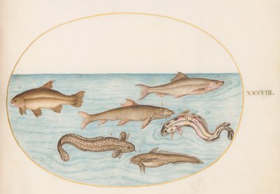 Plate 38: Burbot, Rockling, and Other Fish by Joris Hoefnagel