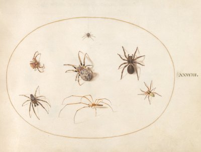 Plate 38: Seven Spiders by Joris Hoefnagel