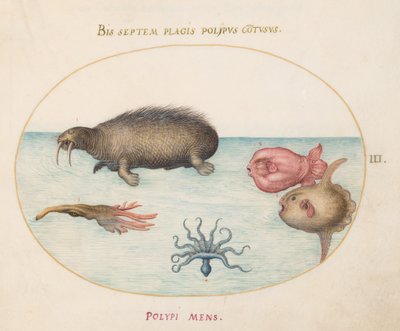 Plate 3: A Walrus, a Nine-Legged Octopus, and Ocean Sunfish by Joris Hoefnagel