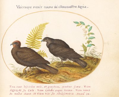 Plate 3: Two Hawks by Joris Hoefnagel