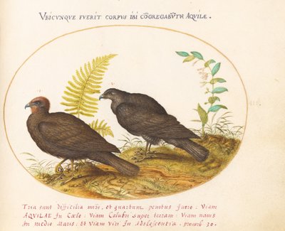 Plate 3: Two Hawks by Joris Hoefnagel