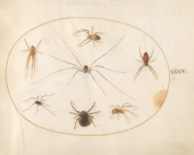 Plate 40: Eight Spiders by Joris Hoefnagel