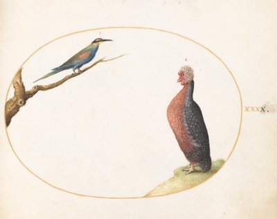 Plate 40: European Bee-Eater and Exotic Chicken by Joris Hoefnagel