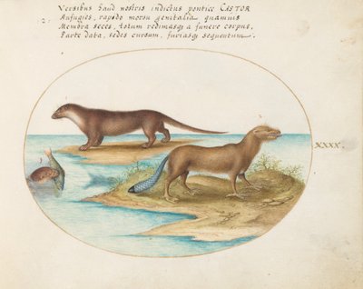 Plate 40: Two Otters and a Beaver by Joris Hoefnagel
