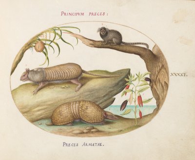 Two Types of Armadillos with a Marmoset, a Coconut Palm, and a Pepper Plant (Plate 41) by Joris Hoefnagel