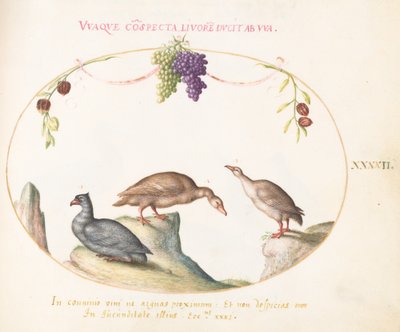 Plate 42: Two Gray Geese with a Third Bird and Hanging Grapes by Joris Hoefnagel