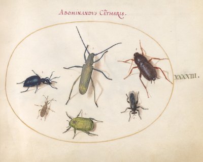 Plate 43: A Golden-Bloomed Gray Longhorn, Tansy Beetle, Cockroach, Leaf-Footed Bug, and Other Insects by Joris Hoefnagel