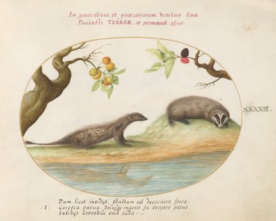 Mongoose and Badger with Fruit Trees by Joris Hoefnagel