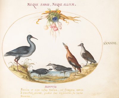Plate 43: Sandpipers and Other Shore Birds Admiring a Garland of Flowers by Joris Hoefnagel