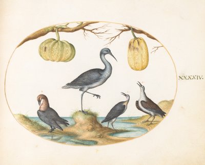 Plate 44: Godwit and Sandpipers with Two Gourds by Joris Hoefnagel