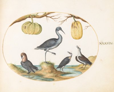 Plate 44: Godwit(?) and Sandpipers with Two Gourds by Joris Hoefnagel