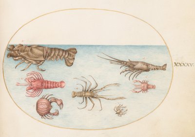 Plate 45: Lobster, Squilla Mantis, and Other Crustaceans by Joris Hoefnagel