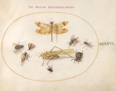 Plate 47: A Dragonfly, a Grasshopper, Houseflies, a Carrion Beetle, a Flower Longhorn Beetle, and Other Insects by Joris Hoefnagel