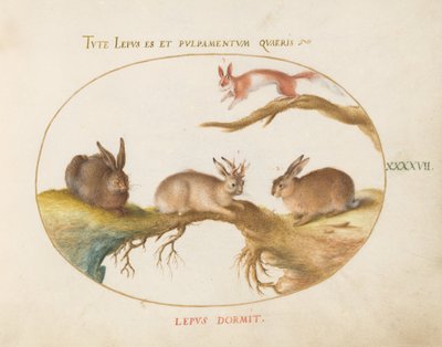Plate 47: A Hare, 