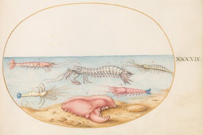 Plate 49: Mantis Shrimp and the Claw of a European Crayfish by Joris Hoefnagel