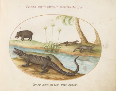 A Crocodile(?), a Hippopotamus(?), and Two Lizards with a Papyrus Plant (Plate 50) by Joris Hoefnagel