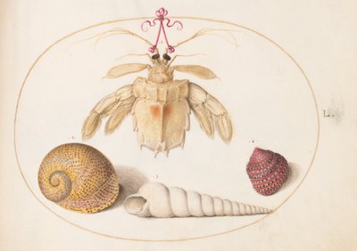 Plate 50: A Dead Hermit Crab with Tower Snail Shells by Joris Hoefnagel