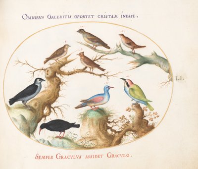 Plate 51: Crossbeak, Chough, Bee-Eater, and Other Birds by Joris Hoefnagel