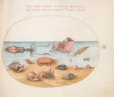 Plate 52: An Argonaut, Squid, Hermit Crabs, Shells, and a Crab by Joris Hoefnagel