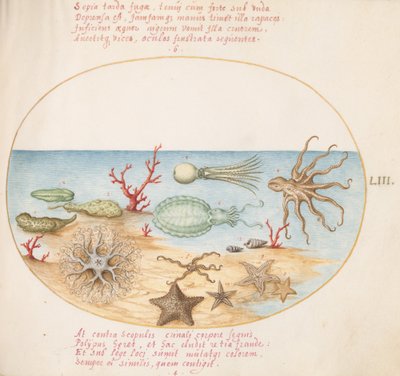 Plate 53: Sea Cucumbers, Coral, Octopus, Starfish, Squid, and Other Sea Creatures by Joris Hoefnagel