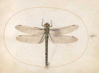 Plate 53: Southern Hawker Dragonfly by Joris Hoefnagel
