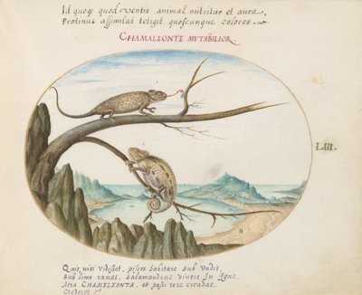 Plate 53: Two Chameleons above San Sebastián, Spain by Joris Hoefnagel