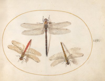 Plate 54: Hairy Dragonfly and Two Darters by Joris Hoefnagel